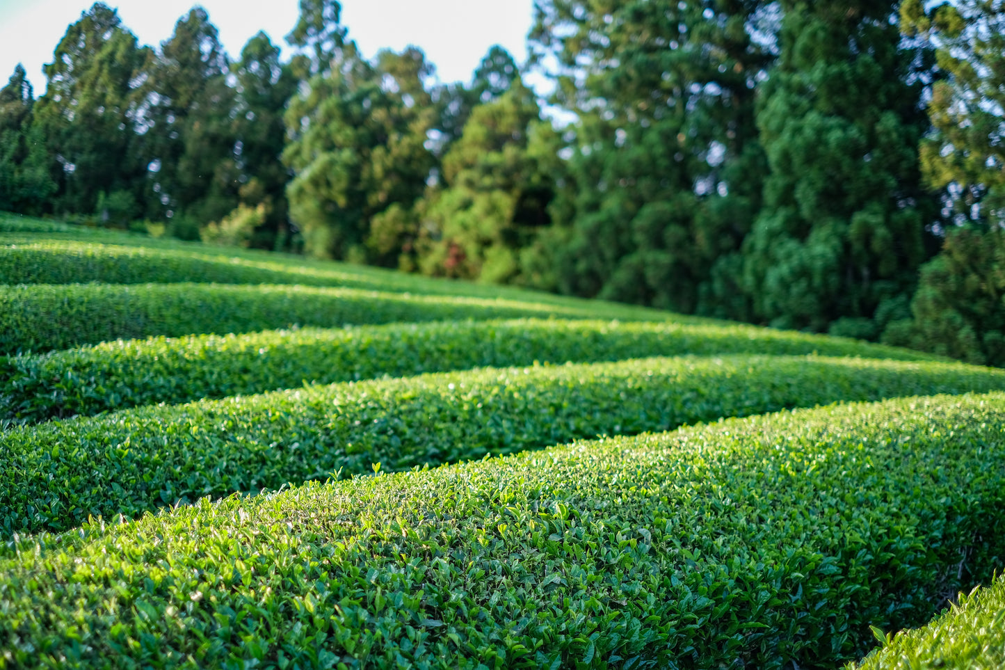 kitaha - 煎茶|ティーバッグ