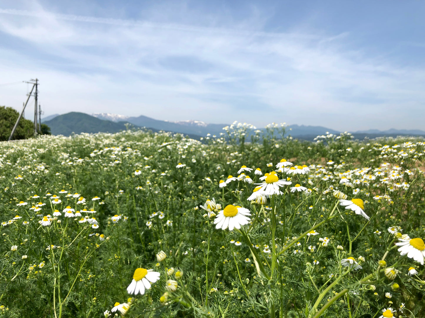 kitaha纏|kitaha×カモミール|ティーバッグ