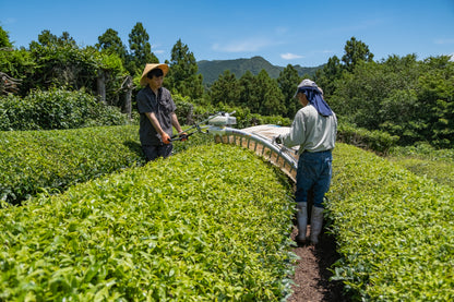 【期間限定販売】桃生茶蕎麦1袋(2人前)