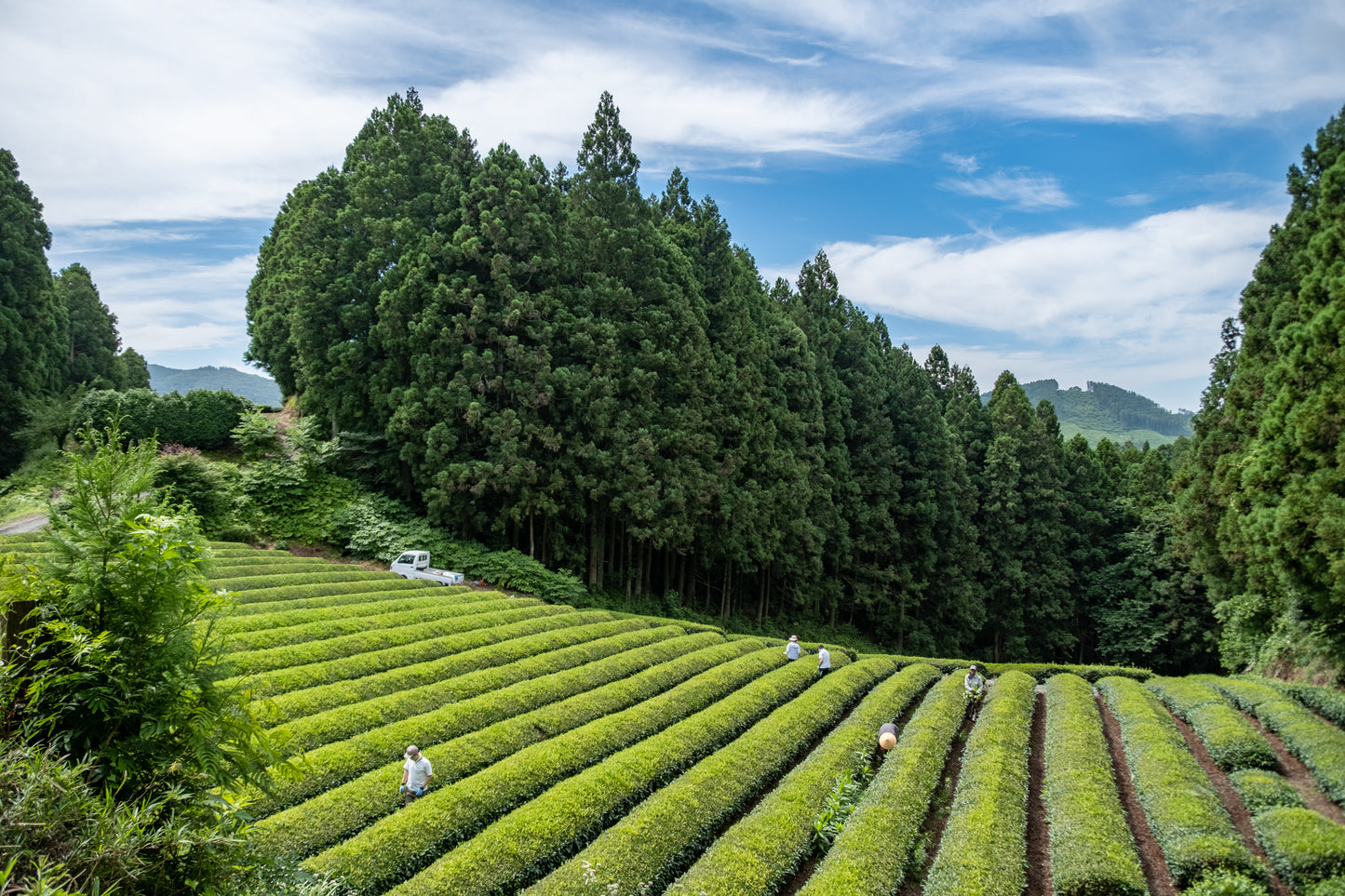 kitaha - 和紅茶｜ティーバッグ缶