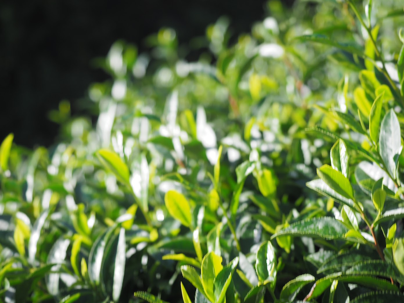 【期間限定販売】桃生茶蕎麦1袋(2人前)