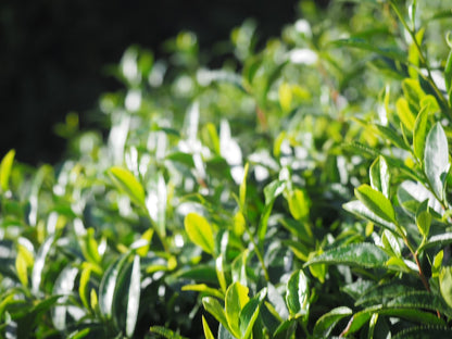 【期間限定販売】桃生茶蕎麦1袋(2人前)